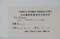 茶果冬青藏品圖，第2張