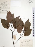 樟樹藏品圖，第1張