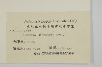 百齒衛矛藏品圖，第3張