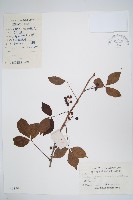 糙毛五加藏品圖，第1張