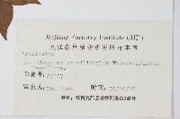 糙毛五加藏品圖，第2張