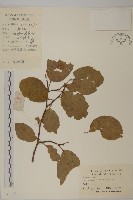 南蛇藤藏品圖，第1張