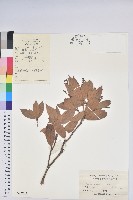 美麗馬醉木藏品圖，第1張