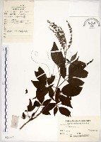 黃荊藏品圖，第1張