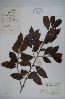 鐵冬青藏品圖，第1張