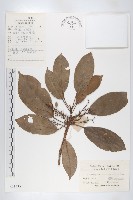 薯豆藏品圖，第1張