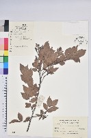 米飯花藏品圖，第1張