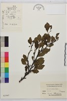 凍綠藏品圖，第1張