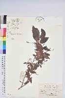 小果南燭藏品圖，第1張