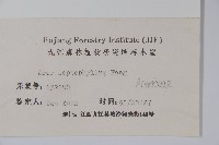 細葉槭藏品圖，第2張