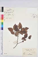 白臼藏品圖，第1張