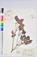 守城滿山紅、馬禮士杜鵑藏品圖，第1張