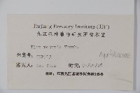 鐵冬青藏品圖，第2張