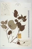 四照花、山荔枝藏品圖，第1張