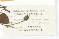 四照花、山荔枝藏品圖，第3張