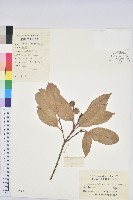 苦櫧栲藏品圖，第1張