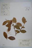 厚葉冬青藏品圖，第1張