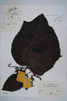 梓樹藏品圖，第1張