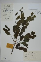 鼠李冬青、滿樹星藏品圖，第1張