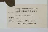 鼠李冬青、滿樹星藏品圖，第2張