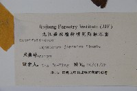 忍冬、金銀花藏品圖，第2張