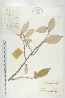 藤胡頹子藏品圖，第1張