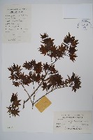 小雞爪槭藏品圖，第1張