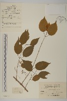 白杜藏品圖，第1張