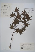 雞爪槭藏品圖，第1張