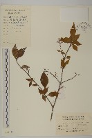 扶芳藤藏品圖，第1張