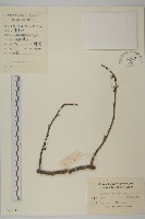 顯柱南蛇藤藏品圖，第1張