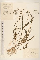 齒緣苦實藏品圖，第1張