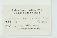 四照花、山荔枝藏品圖，第3張