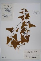 馬兜鈴藏品圖，第1張