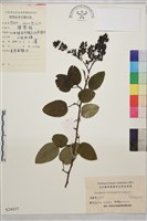 牯嶺勾兒菜, 臺灣黃鱔藤藏品圖，第1張