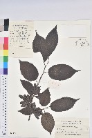 杜仲藏品圖，第1張