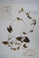 鷗蔓藏品圖，第1張