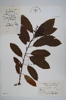 厚殼樹藏品圖，第1張