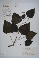 楸樹藏品圖，第1張