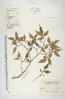 山茱萸藏品圖，第1張