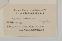 金雞菊藏品圖，第3張