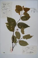 八角楓、瓜木藏品圖，第1張