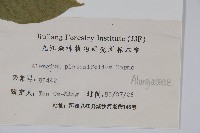 八角楓、瓜木藏品圖，第2張