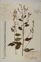 珍珠蒿、奇蒿藏品圖，第1張