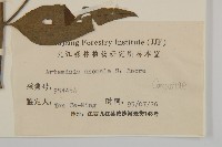 珍珠蒿、奇蒿藏品圖，第3張