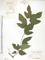 小構樹藏品圖，第1張