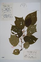 八角楓藏品圖，第1張