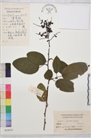 多花勾兒茶, 多花黃鱔藤藏品圖，第1張