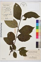 鼠李、臭李子藏品圖，第1張