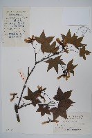 五裂槭藏品圖，第1張